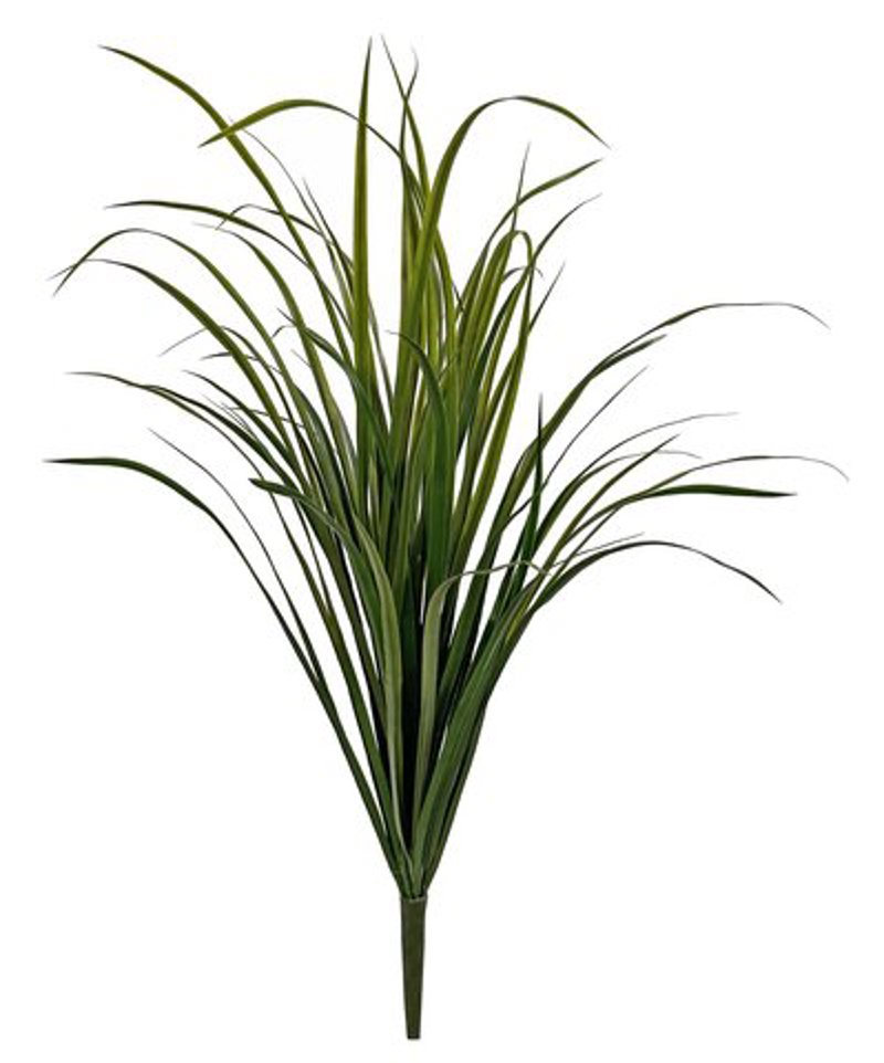 Capim dos Pampas 100cm