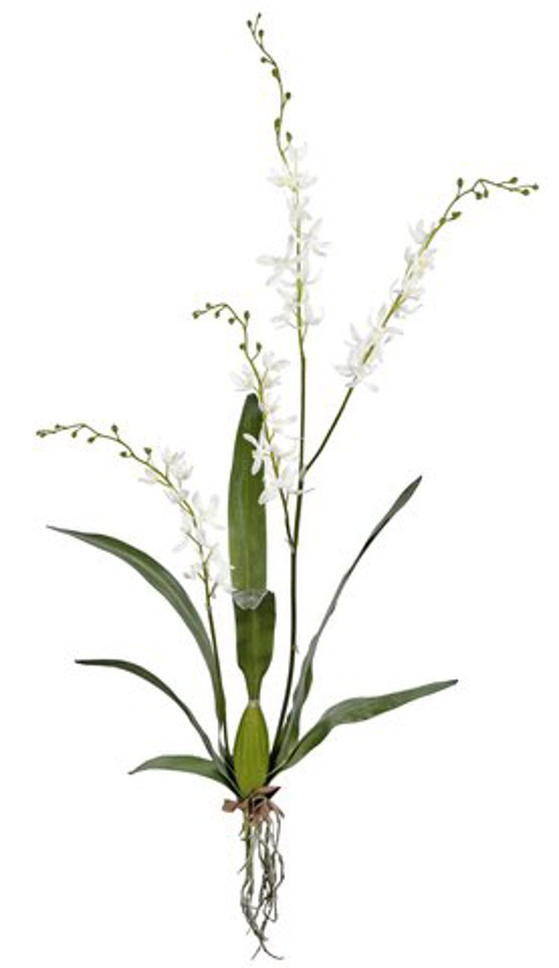 Orquídea Cymbidium Branca 120cm