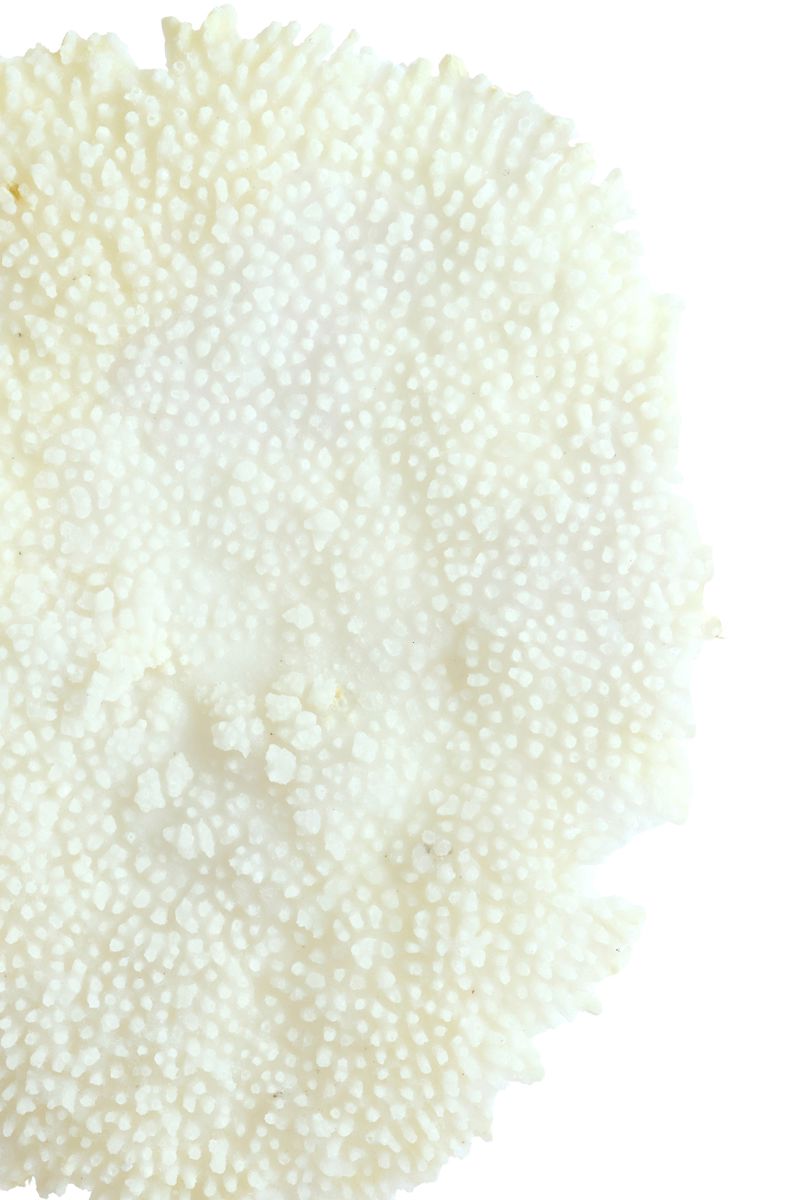 CORAL COM BASE EM BRONZE
