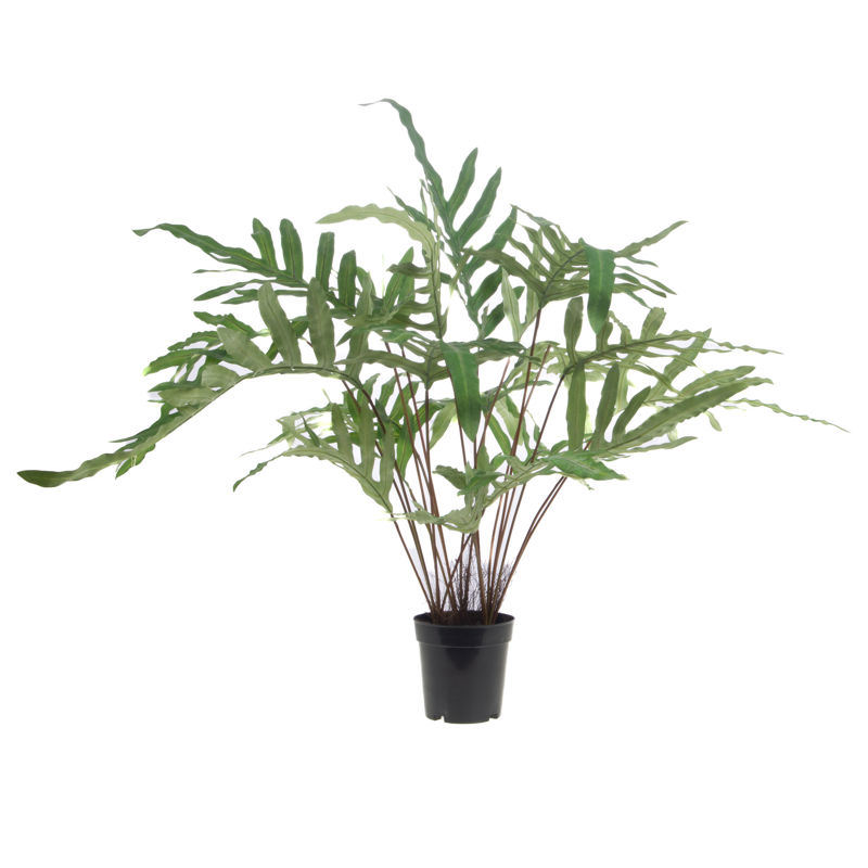 FOUGERE BLUE STAR POT H78 VR