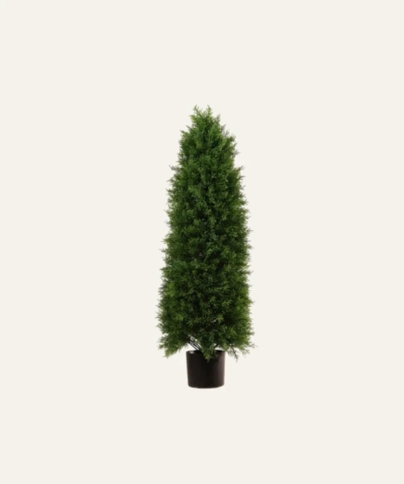 Cipres 125cm