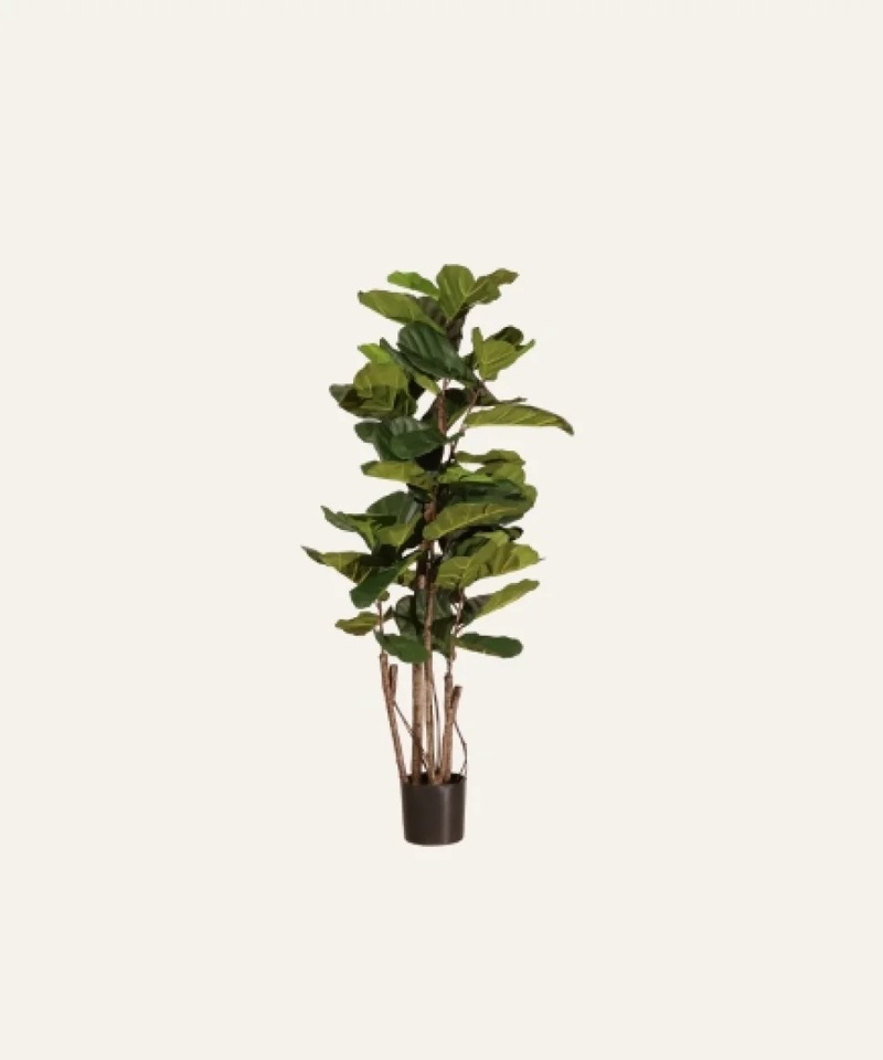 Ficus lyrata 180cm