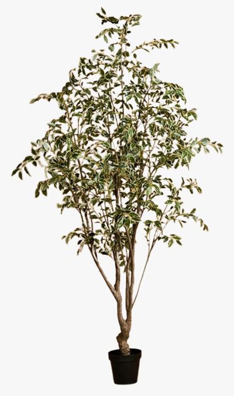 Planta ficus real touch 270cm