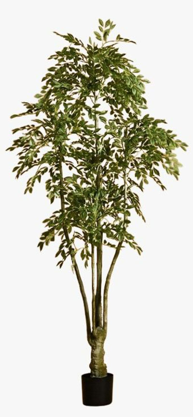 Planta olmo 180cm