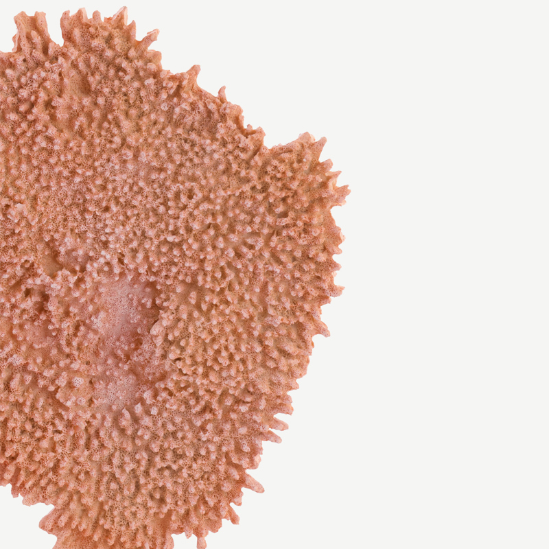  Escultura Coral Rosé