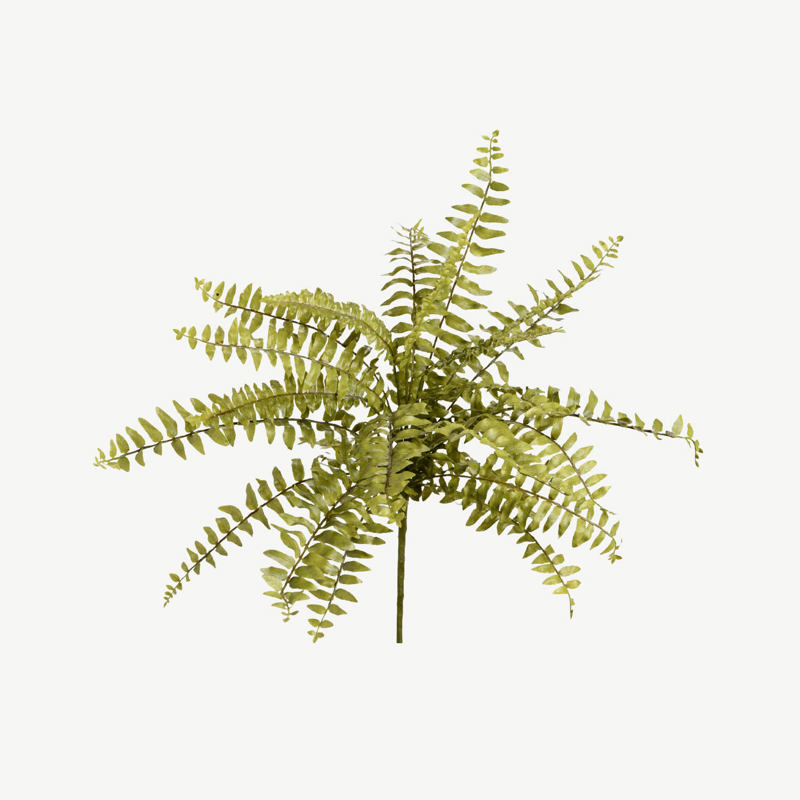Ramo Feto Nephrolepis