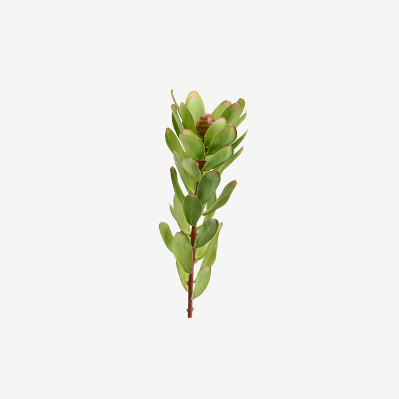 Ramo Protea Sabana