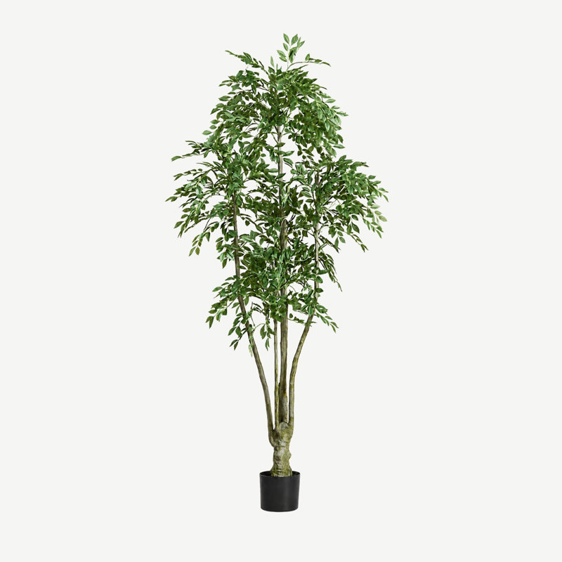 Planta Ulmeiro