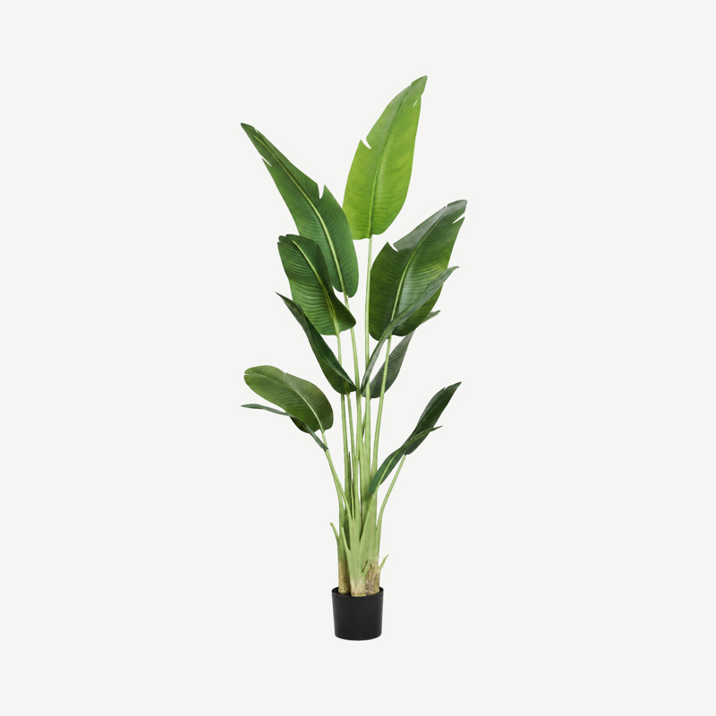 Planta Ravenala