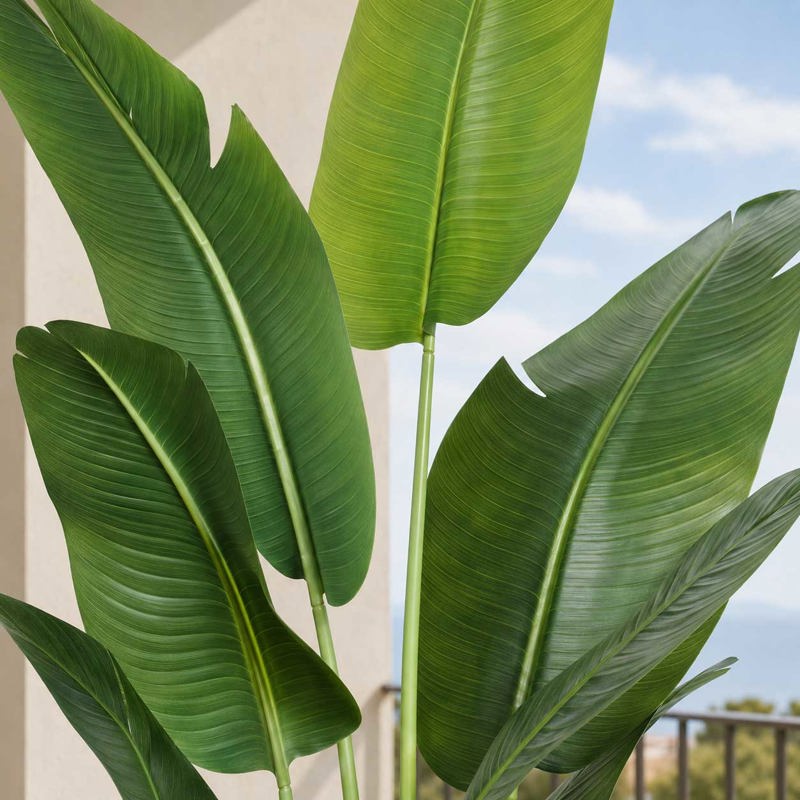 Planta Ravenala