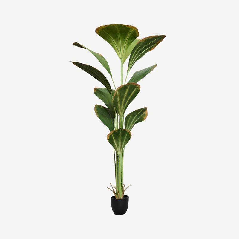 Planta Palmeira-Leque