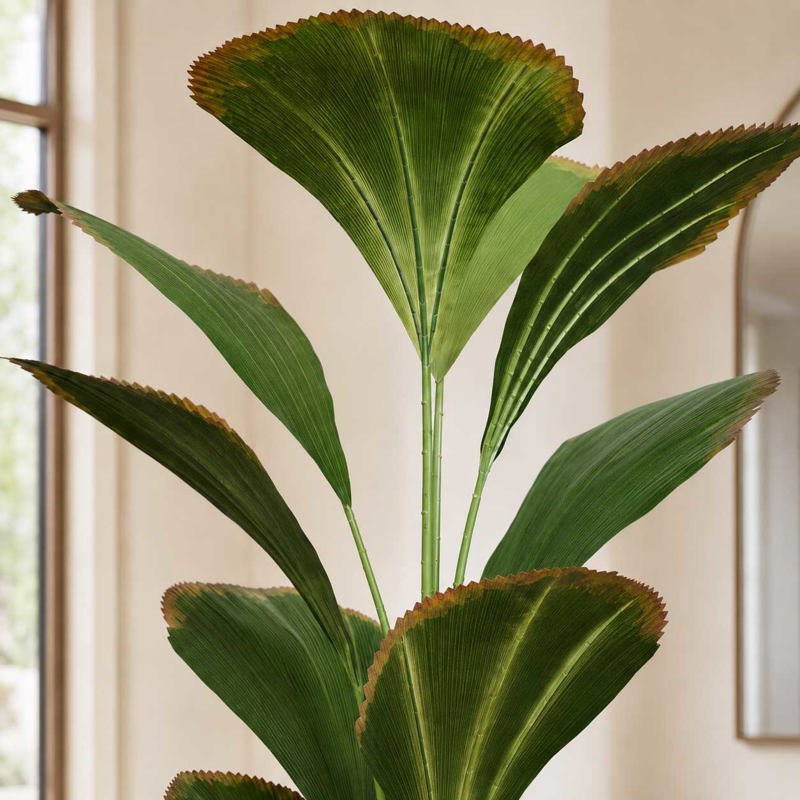 Planta Palmeira-Leque