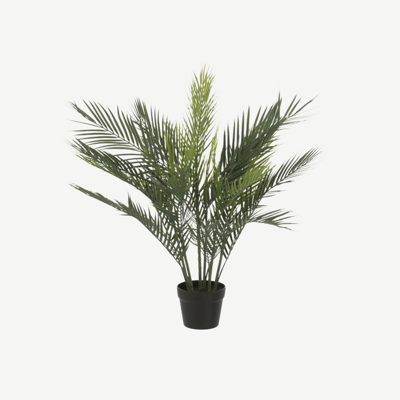 Planta Palmeira 