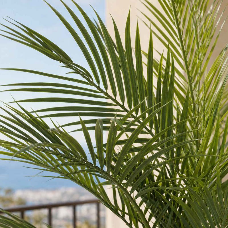 Planta Palmeira 