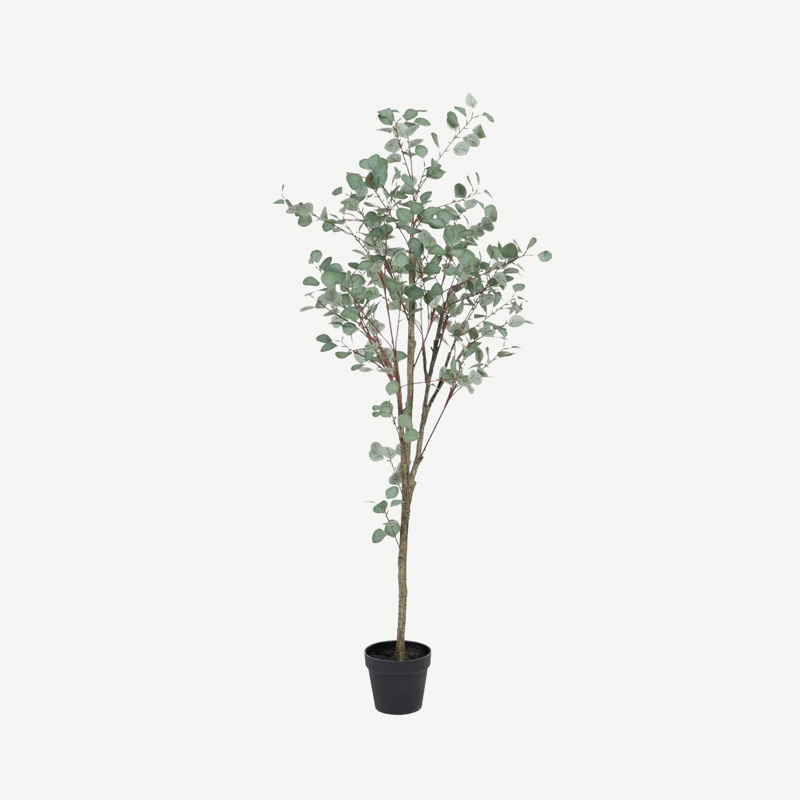 Planta Eucalipto 
