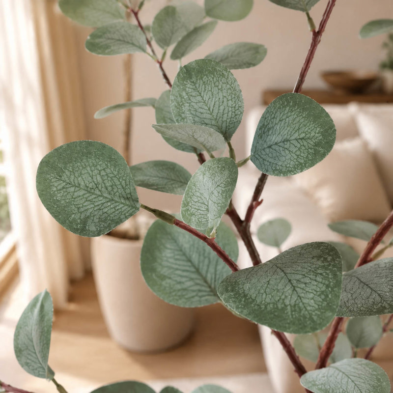 Planta Eucalipto 