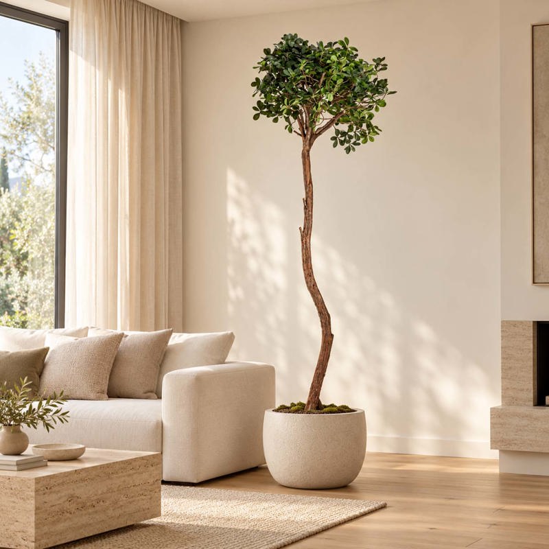 Planta Ficus 230