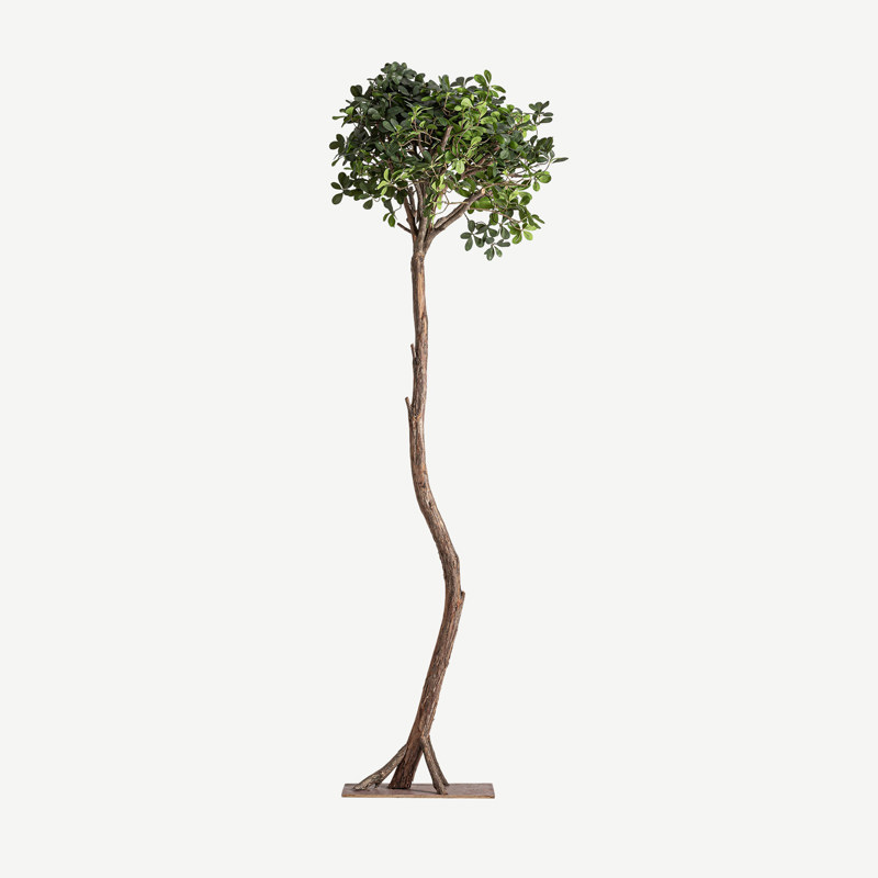 Planta Ficus 230