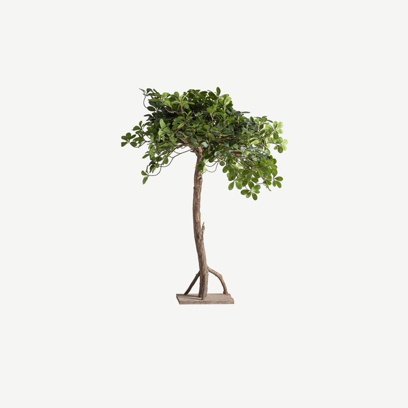 Planta Ficus 90cm