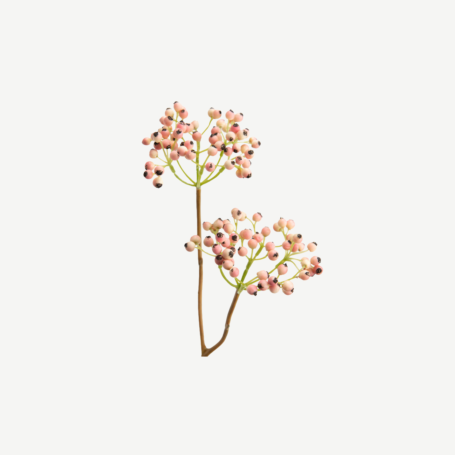 Ramo Berberis Rosa