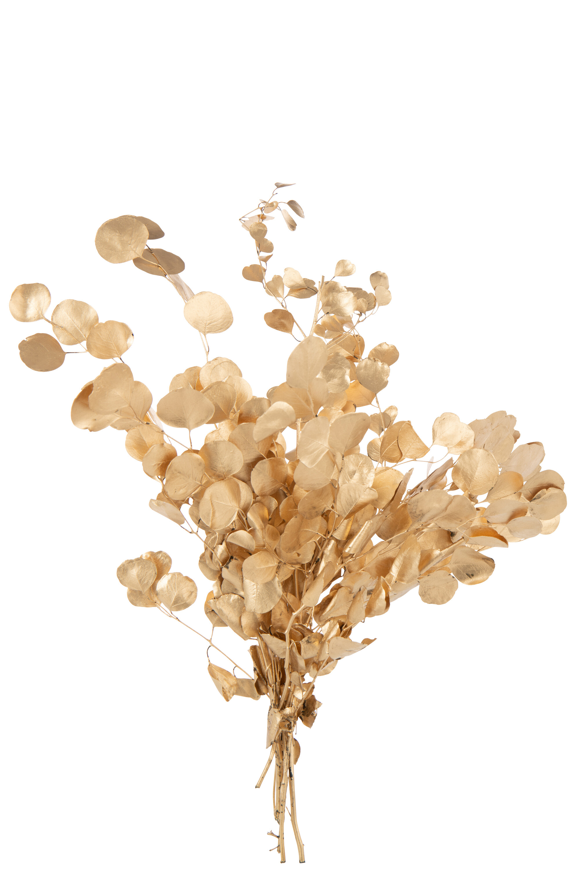 Eucalipto Seco Dourado 60cm