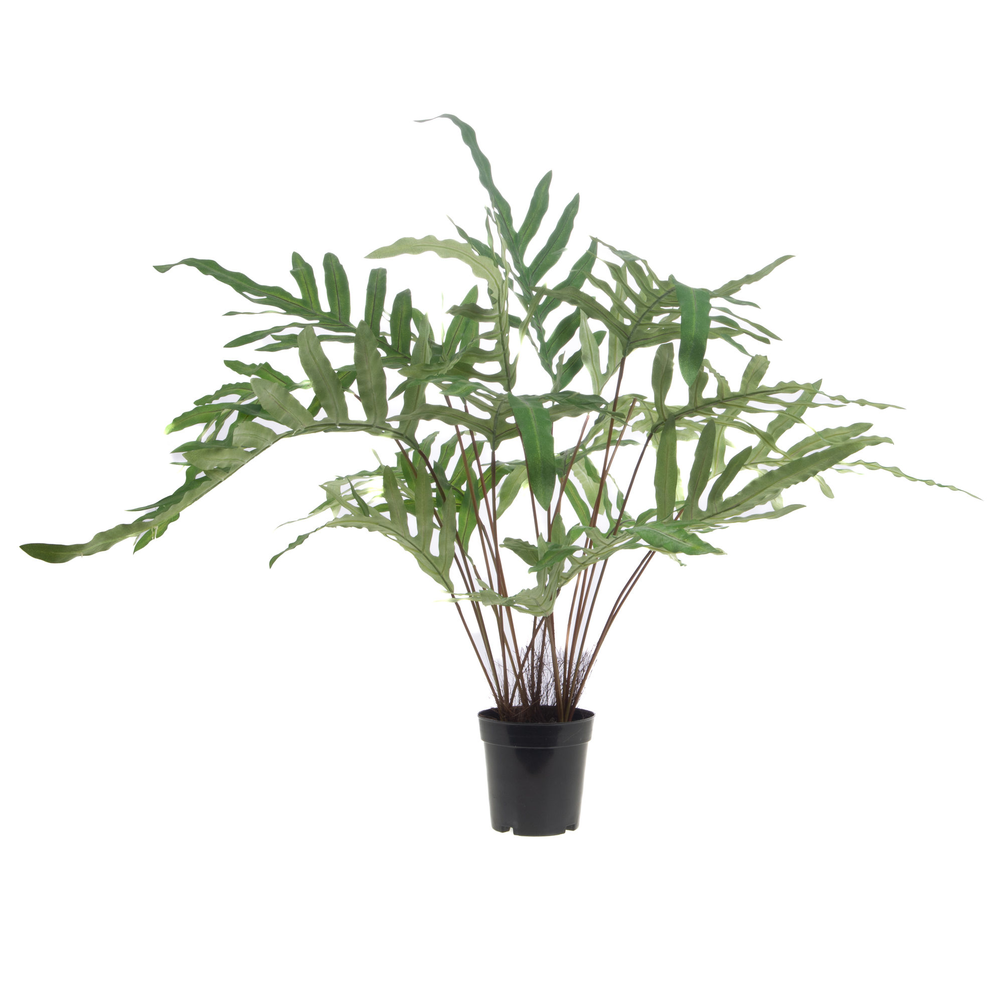FOUGERE BLUE STAR POT H78 VR