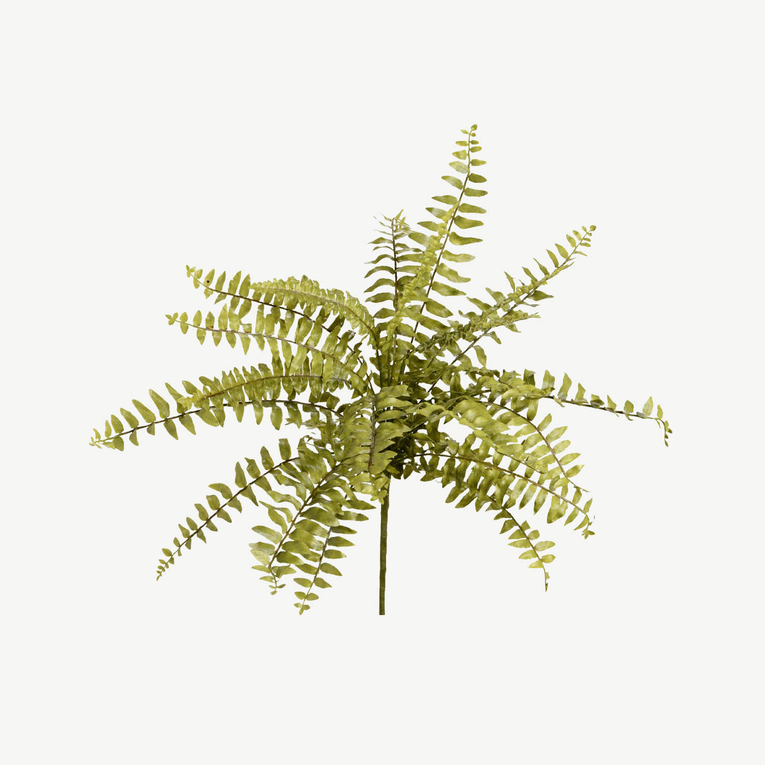 Ramo Feto Nephrolepis