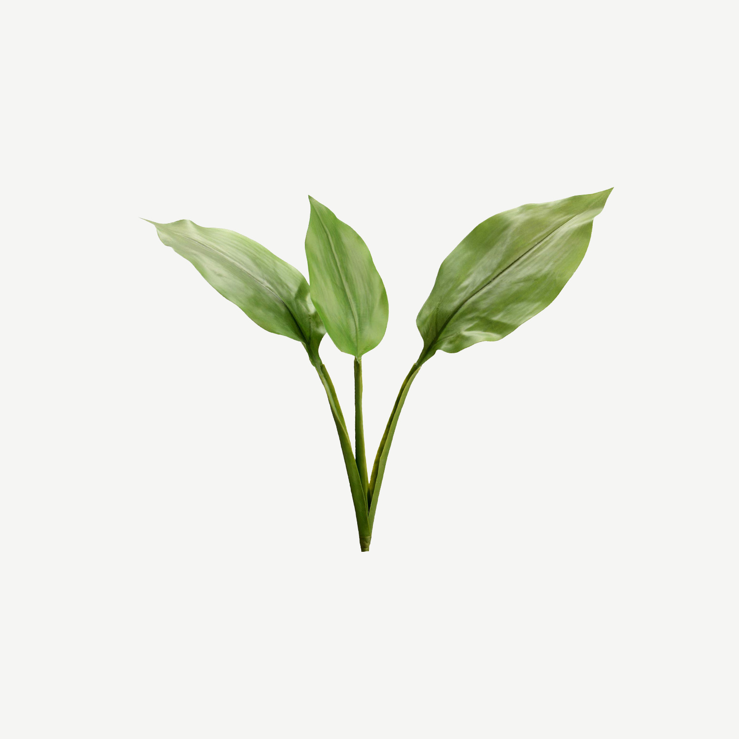 Ramo Folhas Eucharis