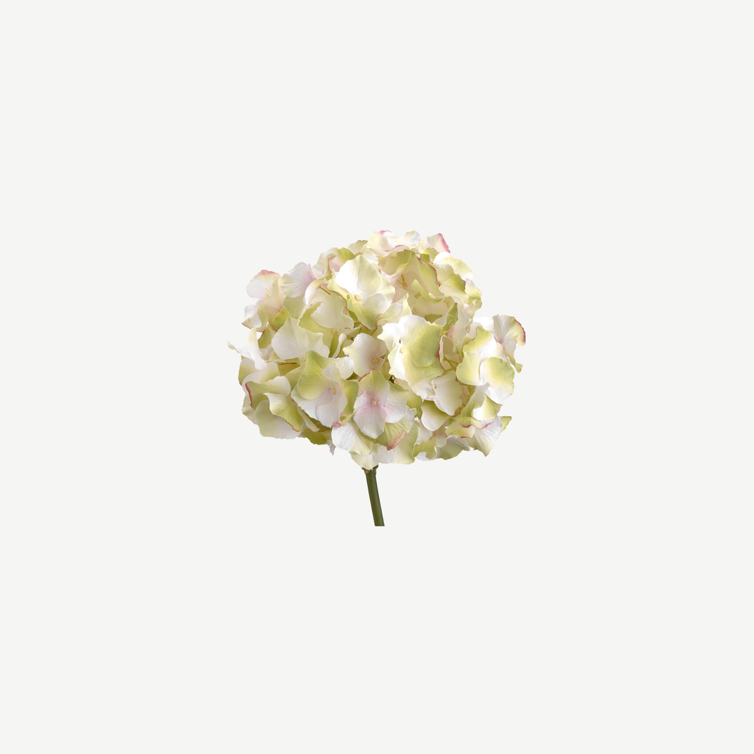 Hortênsia Verde e Rosa