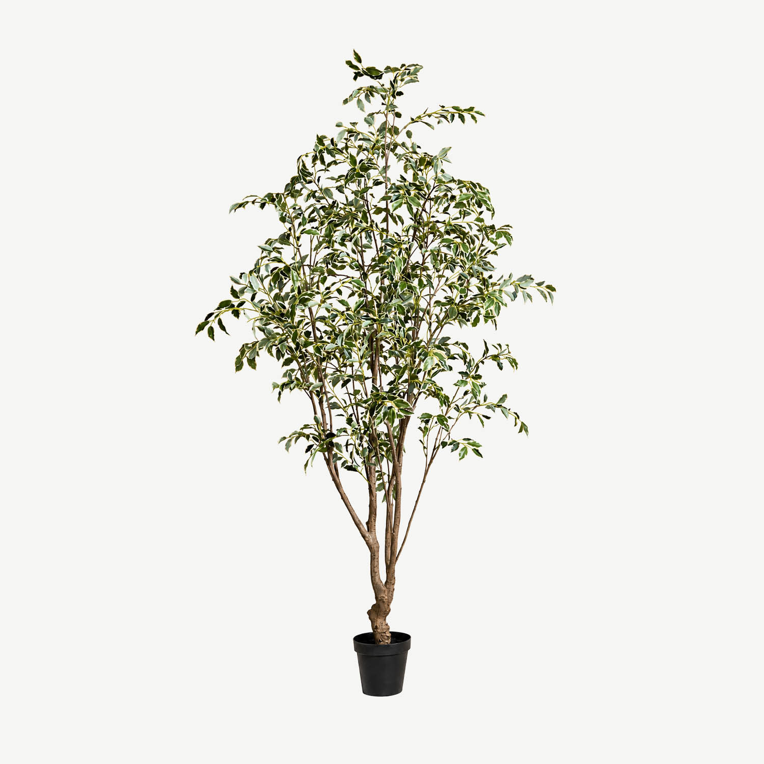 Planta Ficus Variegata