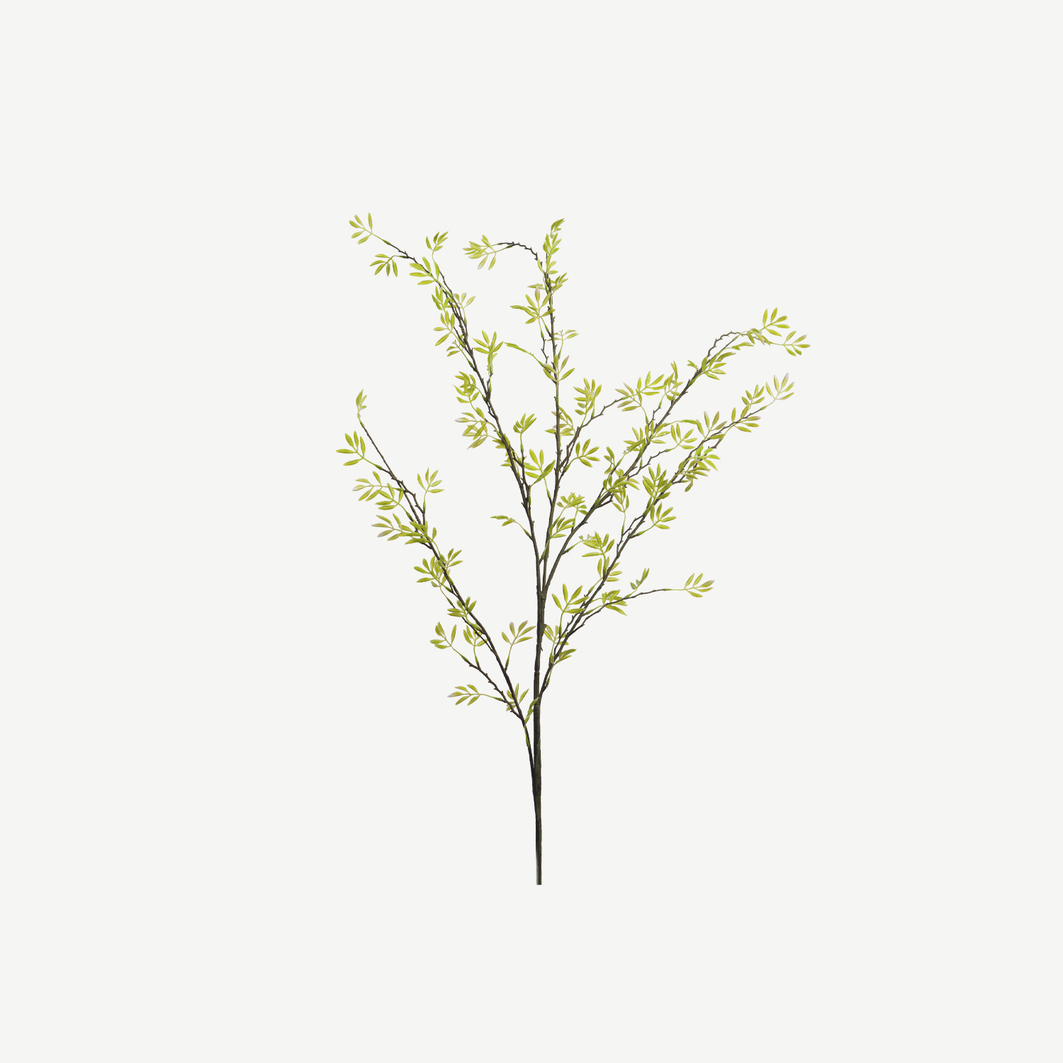 Ramo de Sophora Japonica
